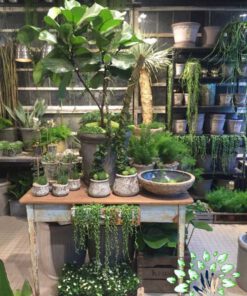 دکوراسیون فروشگاه گل FSD25 Flower shop Decoration