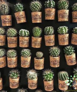 دکوراسیون فروشگاه گل FSD26 Flower shop Decoration