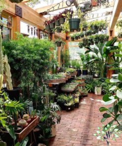 دکوراسیون فروشگاه گل FSD3 Flower shop Decoration