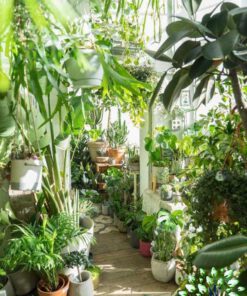 دکوراسیون فروشگاه گل FSD33 Flower shop Decoration