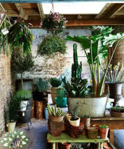 دکوراسیون فروشگاه گل FSD34 Flower shop Decoration