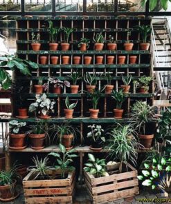 دکوراسیون فروشگاه گل FSD37 Flower shop Decoration