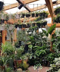 دکوراسیون فروشگاه گل FSD38 Flower shop Decoration