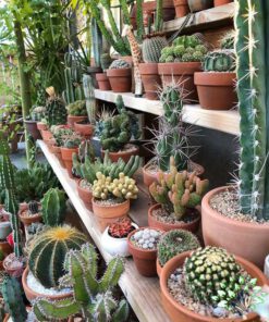 دکوراسیون فروشگاه گل FSD41 Flower shop Decoration