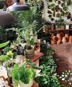 دکوراسیون فروشگاه گل FSD42 Flower shop Decoration