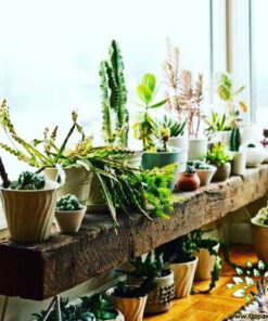 دکوراسیون فروشگاه گل FSD45 Flower shop Decoration