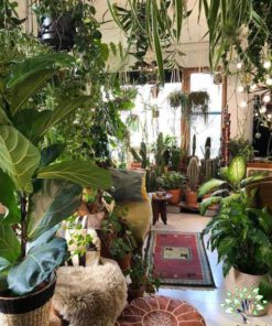 دکوراسیون فروشگاه گل FSD46 Flower shop Decoration