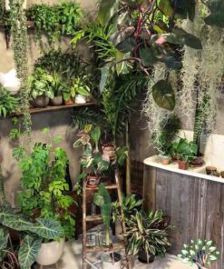 دکوراسیون فروشگاه گل FSD48 Flower shop Decoration