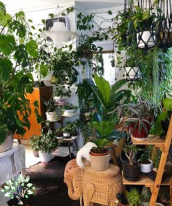 دکوراسیون فروشگاه گل FSD5 Flower shop Decoration