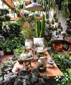 دکوراسیون فروشگاه گل FSD51 Flower shop Decoration