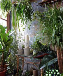 دکوراسیون فروشگاه گل FSD52 Flower shop Decoration