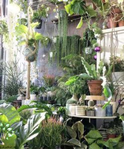 دکوراسیون فروشگاه گل FSD54 Flower shop Decoration