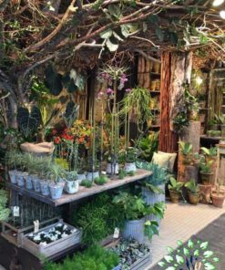 دکوراسیون فروشگاه گل FSD55 Flower shop Decoration