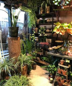 دکوراسیون فروشگاه گل FSD6 Flower shop Decoration