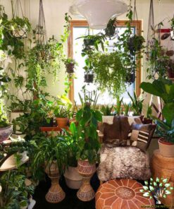 دکوراسیون فروشگاه گل FSD7 Flower shop Decoration