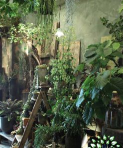 دکوراسیون فروشگاه گل FSD8 Flower shop Decoration