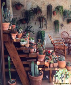 دکوراسیون فروشگاه گل FSD9 Flower shop Decoration