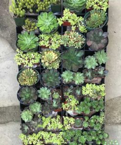 دیوار سبز GW10 Green wall