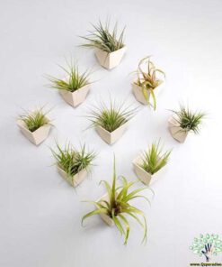 دیوار سبز GW142 Green wall