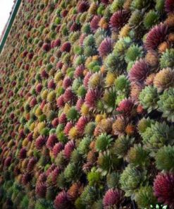 دیوار سبز GW146 Green wall
