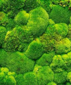 دیوار سبز GW150 Green wall
