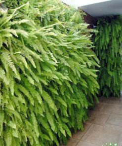 دیوار سبز GW152 Green wall