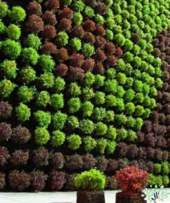 دیوار سبز GW18 Green wall