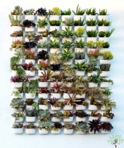 دیوار سبز GW20 Green wall