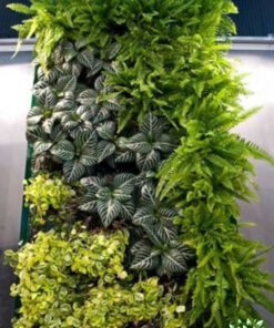 دیوار سبز GW3 Green wall