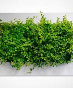 دیوار سبز GW49 Green wall