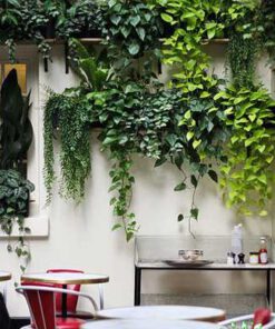 دیوار سبز GW79 Green wall