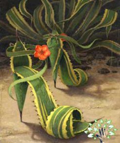 کفش عروس FS49 Flower-shoes