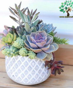 دیش گاردن NGD1 Natural garden dash