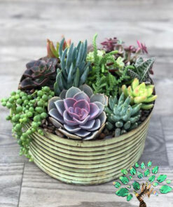 دیش گاردن NGD10 Natural garden dash