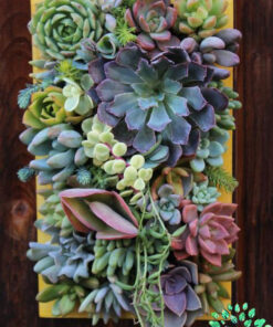 دیش گاردن NGD11 Natural garden dash