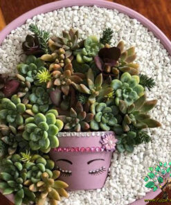 دیش گاردن NGD12 Natural garden dash