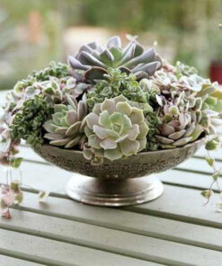 دیش گاردن NGD13 Natural garden dash