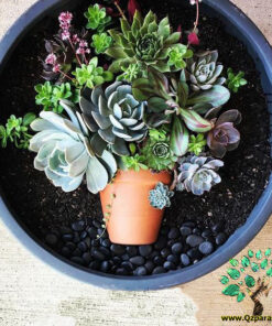 دیش گاردن NGD15 Natural garden dash