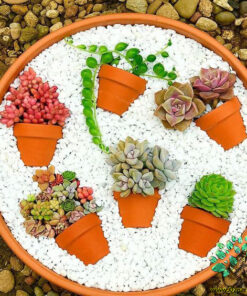 دیش گاردن NGD16 Natural garden dash