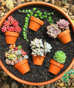 دیش گاردن NGD20 Natural garden dash