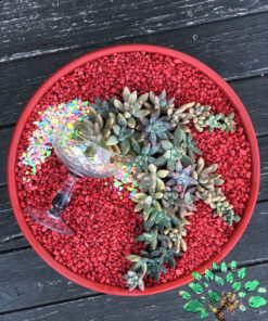 دیش گاردن NGD22 Natural garden dash