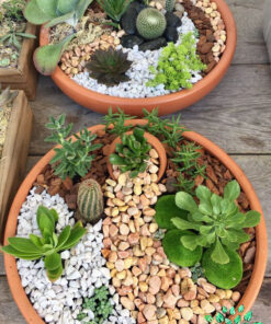 دیش گاردن NGD25 Natural garden dash