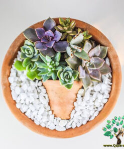 دیش گاردن NGD28 Natural garden dash