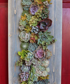 دیش گاردن NGD29 Natural garden dash