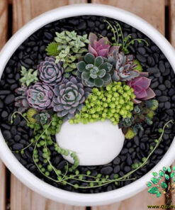 دیش گاردن NGD3 Natural garden dash