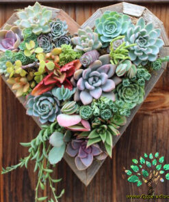 دیش گاردن NGD30 Natural garden dash