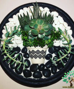 دیش گاردن NGD33 Natural garden dash