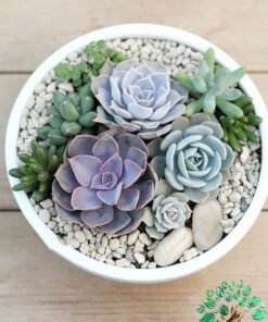 دیش گاردن NGD34 Natural garden dash