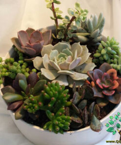 دیش گاردن NGD36 Natural garden dash