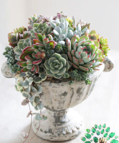 دیش گاردن NGD38 Natural garden dash